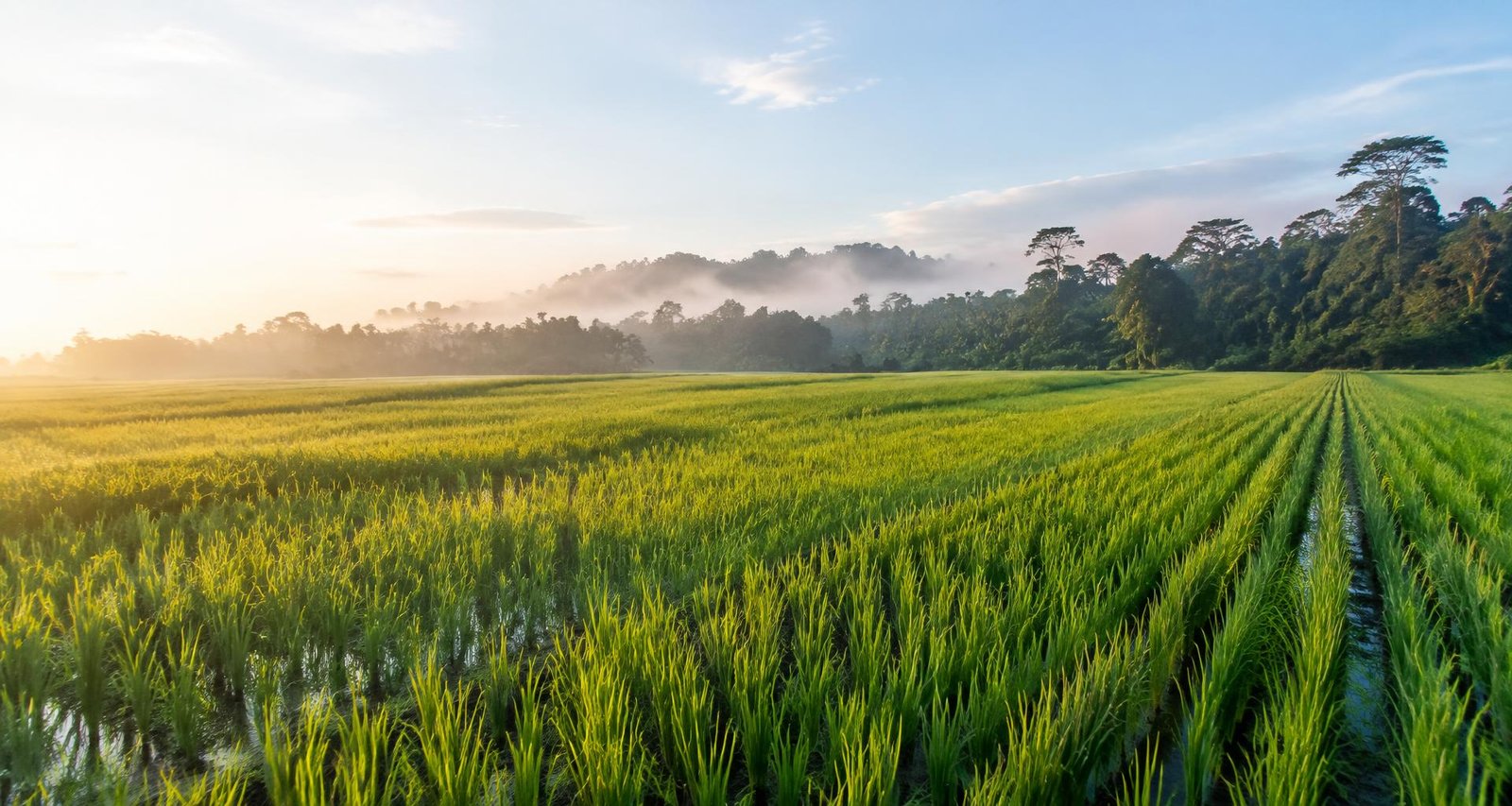 Cultivo de arroz amazónico